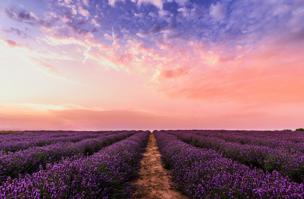 Lavanda campos pexels david bartus 1166209