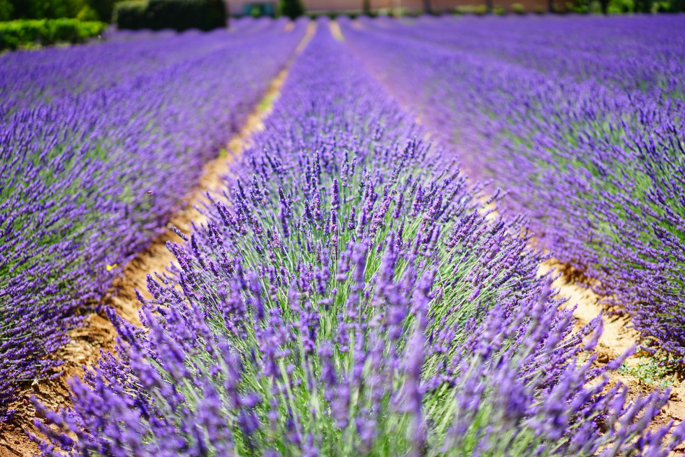 CAMPO LAVANDA pexels pixabay 139396