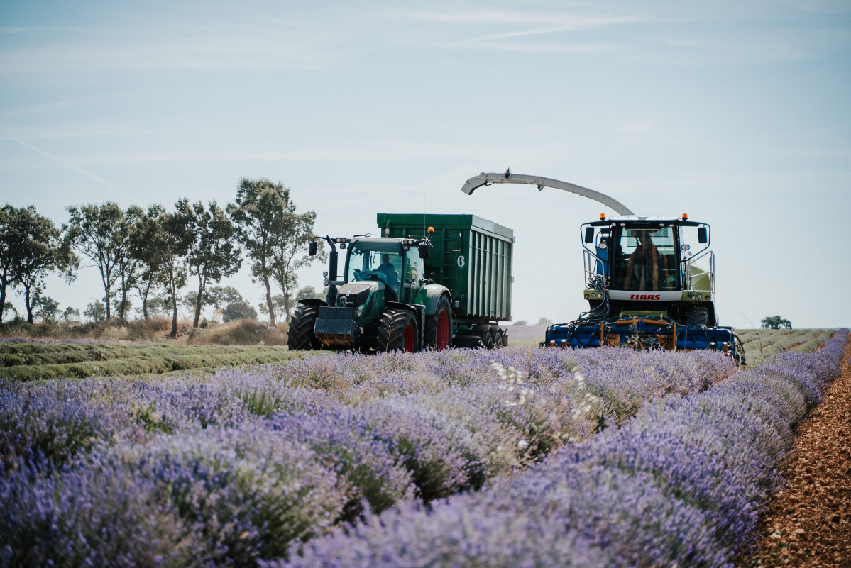 Lavanda Brihuega ADP 2024 50